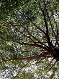 Low angle view of trees in forest