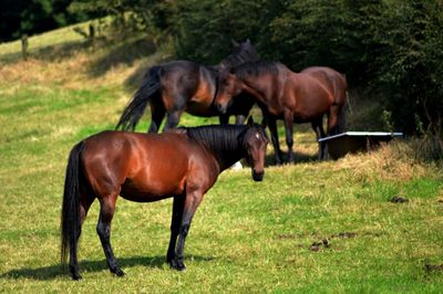 Horses grazing on field