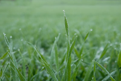 Close-up of wet grass on field during rainy season