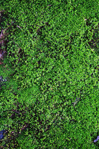 Full frame shot of plants growing on land