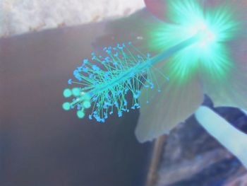 Close-up of plant against blurred background