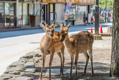 Deer at roadside