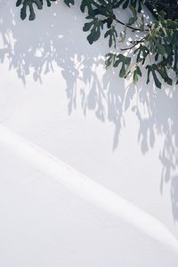 Close-up of snow on ground