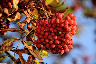 Close-up of red berries growing on tree