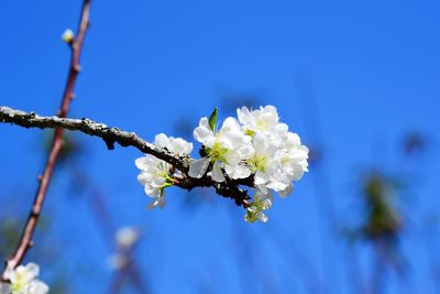 Close-up of peach blossoms against blue sky