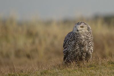 Snowy owl perching on field