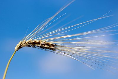 Close-up of stalks against blue sky