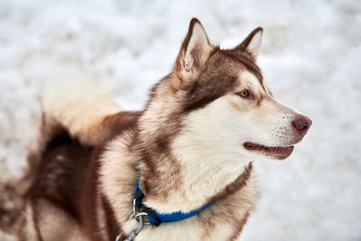 Husky sled dog face, winter background. siberian husky dog breed outdoor muzzle portrait