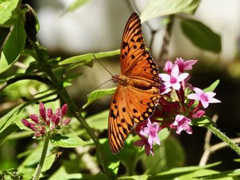 Close-up of butterfly pollinating on flower