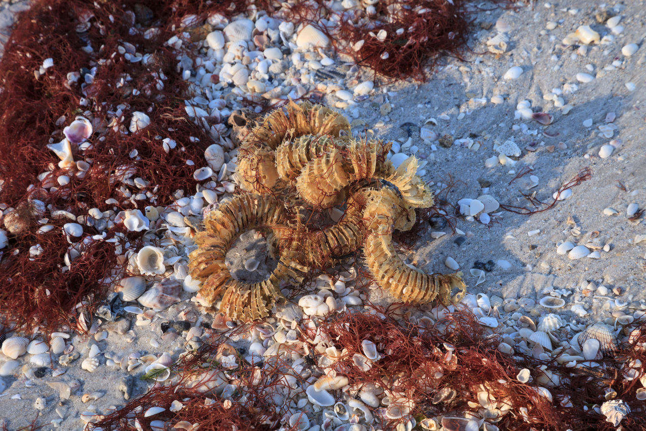 HIGH ANGLE VIEW OF CRAB ON PEBBLES