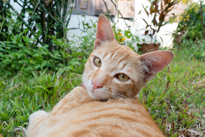 Portrait of a cat lying on grass