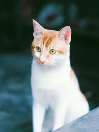 Close-up of a cat looking away