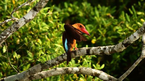 Low angle view of bird perching on tree