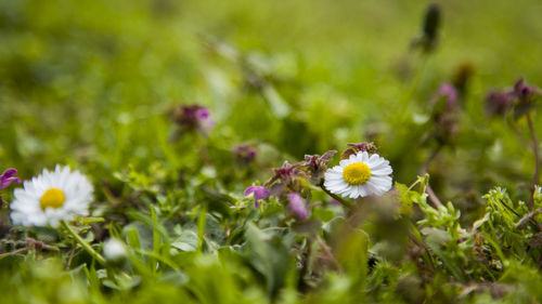 Close-up of white flowering plant on field