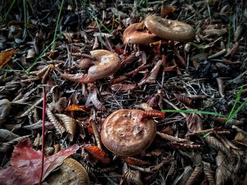 High angle view of mushrooms on field