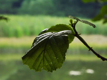 Close-up of fresh green leaf