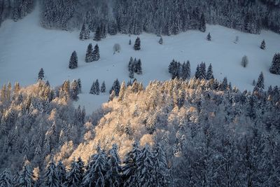 Snow covered pine trees in forest