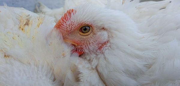 Close-up of a bird