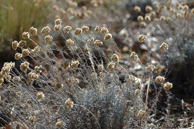 Close-up of cactus on field