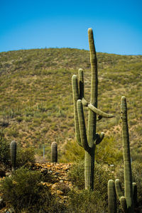 Cactus growing on field against sky