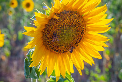 Close-up of sunflower