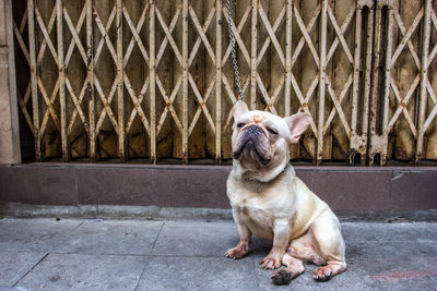 A french bulldog sits on the street