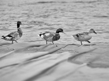 Flock of birds in lake