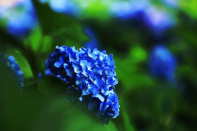 Close-up of purple flowering plant