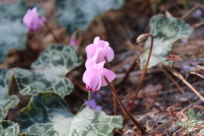 Close-up of pink flowers