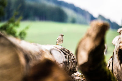 Close-up of bird perching on wood