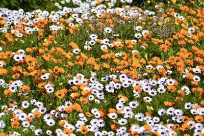 High angle view of flowering plants on field