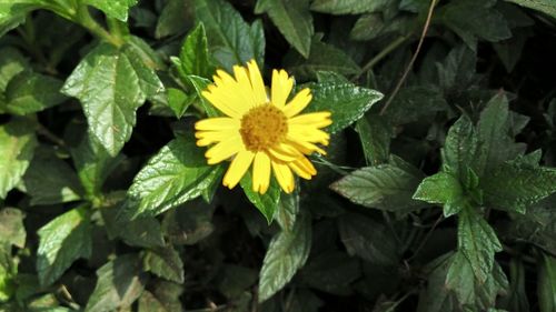 Close-up of yellow flowers