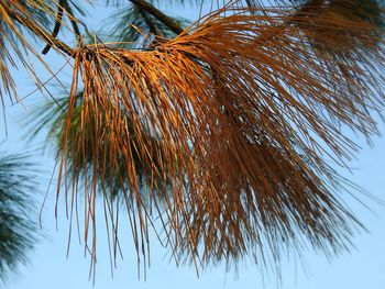 Low angle view of palm tree against sky