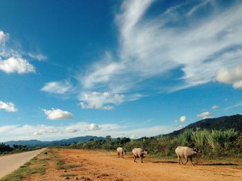 Horses in a field