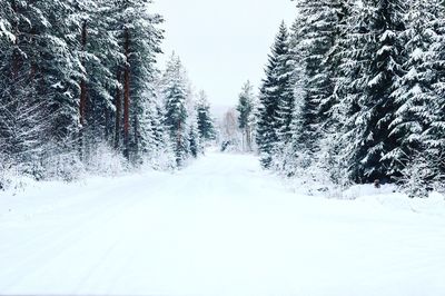 Trees against sky during winter