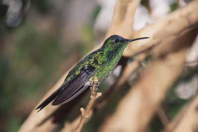 Close-up of bird perching on branch