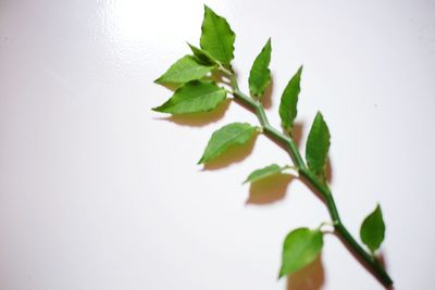 Close-up of leaves against white background