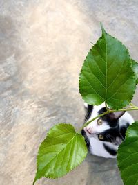Close-up of a cat with green leaves