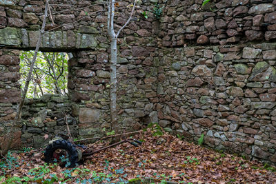 Trees growing on field by wall in forest