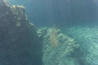 View of coral swimming in sea