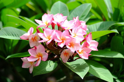 Close-up of pink flowers blooming outdoors