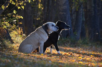 Dog looking away on field