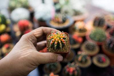 Close-up of person hand holding succulent plant