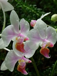 Close-up of pink flowers blooming outdoors