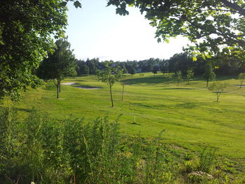 Scenic view of field against clear sky