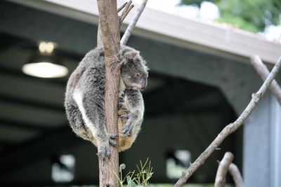 Koala relaxing on tree branch