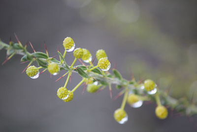 Close-up of plant growing outdoors