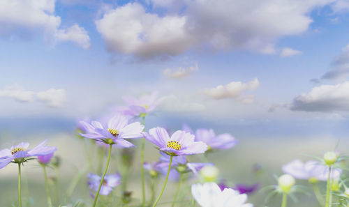 Close-up of purple flowering plants on field against sky