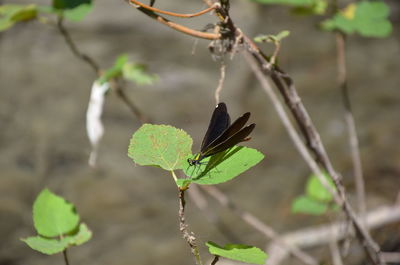 Close-up of butterfly on leaf