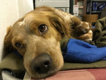 Close-up portrait of dog relaxing at home